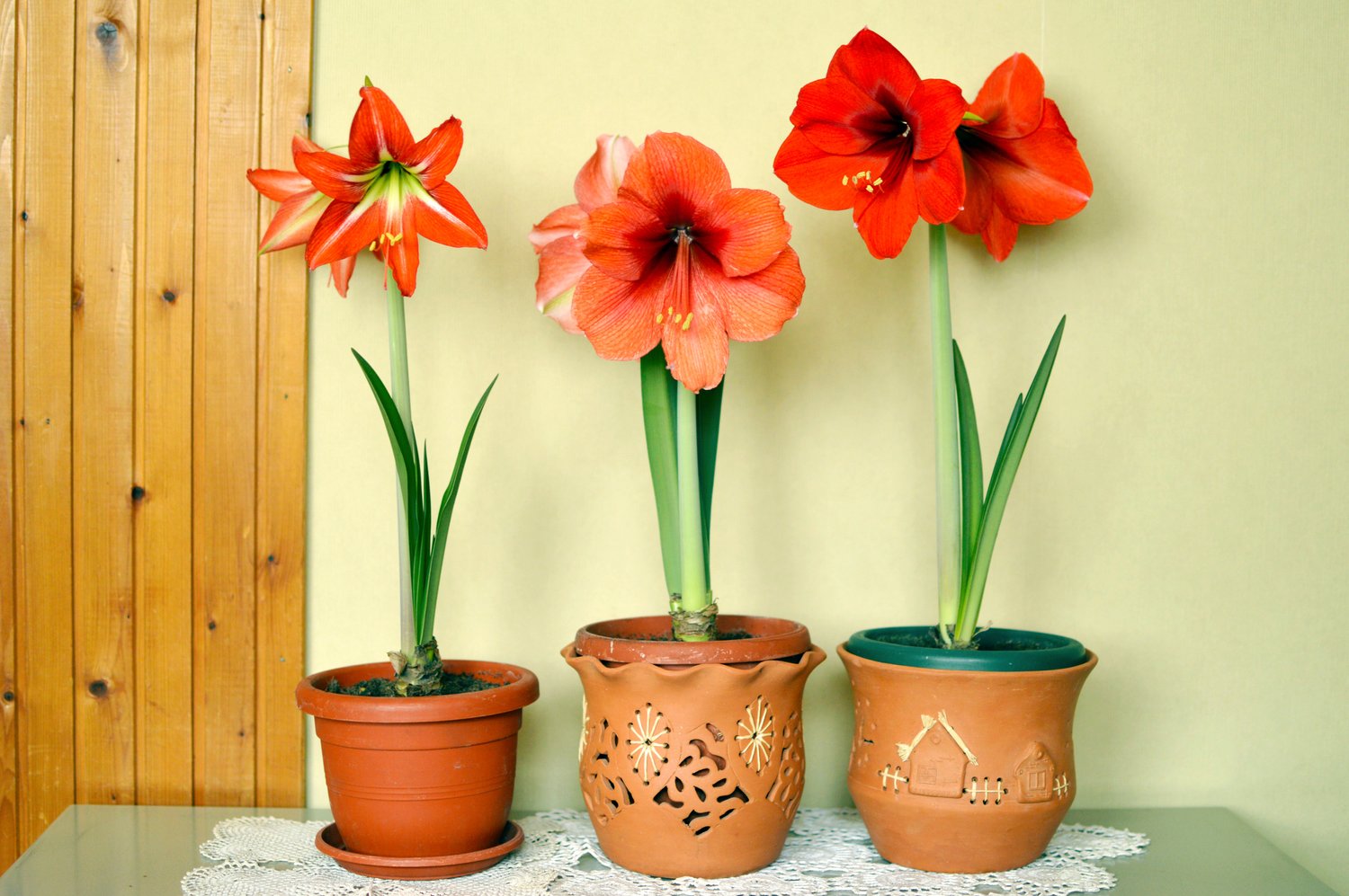 How to Use a Huge Waxed Amaryllis as Décor?